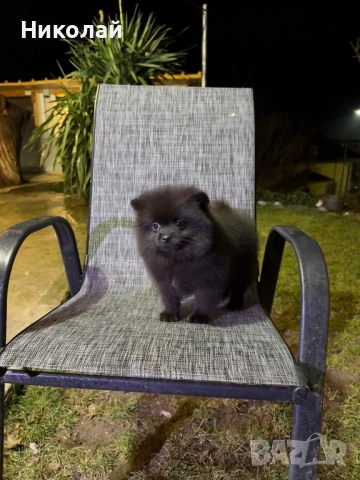 Померан момиче със втора ваксина, снимка 5 - Померан - 53350738