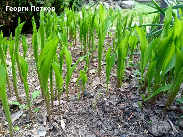 Момина сълза - 5 €./10 коренчета., снимка 2 - Градински цветя и растения - 54149673