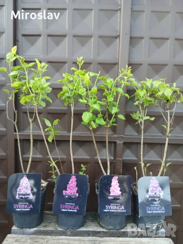 Люляк (4-налични цвята), снимка 5 - Градински цветя и растения - 54198868