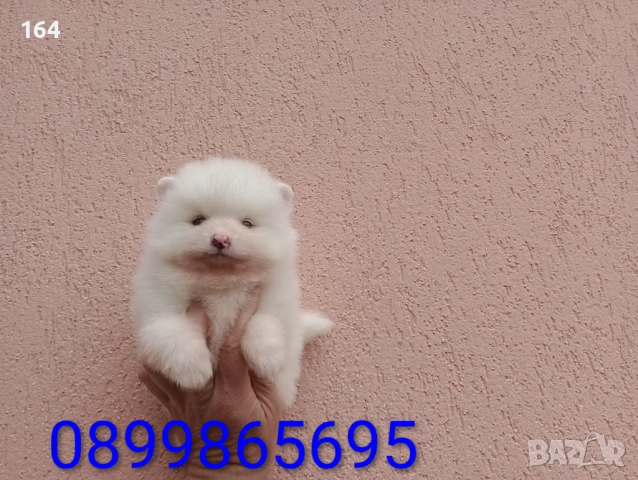 Мъжки бял Померан.  Реални снимки от 21.03.26 г. , снимка 4 - Померан - 53923472