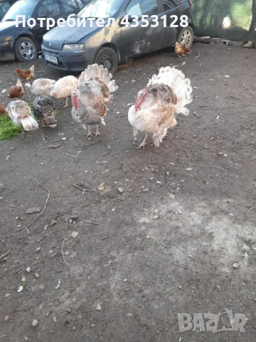 Пуики и Токачки