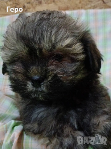 Ши пу, снимка 5 - Ши Тцу - 53678630