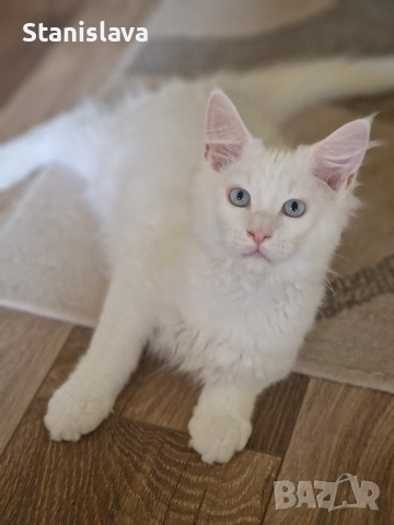 котенца Мейн Куун, снимка 3 - Мейн кун - 52773357