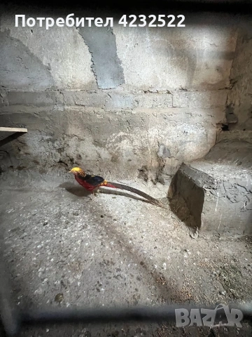 Чифт червенозлатни фазани Почнаха да снаят яйца