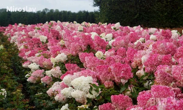 Хортензия Ванила Фрез(Ново), снимка 2 - Градински цветя и растения - 49846016