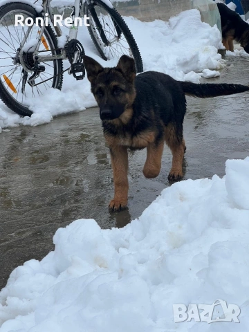 Немски Овчарки !Свободни 1 женско., снимка 2 - Немска овчарка - 52650450