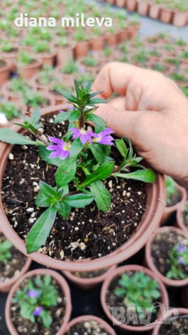 Скаевола - лилава, бяла и розова!!, снимка 11 - Градински цветя и растения - 54161547