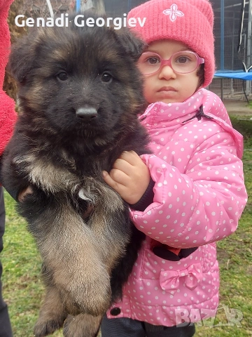 немски овчарки