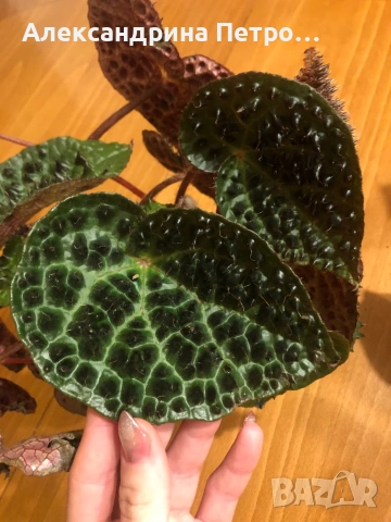 Begonia Melanobullata / Бегония Меланобулата