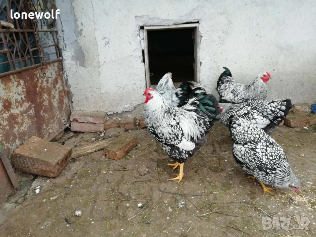 Петли от Аям Кемани и сребърен виандот, снимка 5 - други­ - 52880927