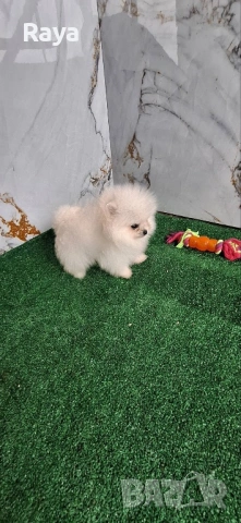 Померани със и без родословие, снимка 2 - Померан - 40676047