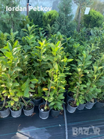 Лавровишна 90-100 см.