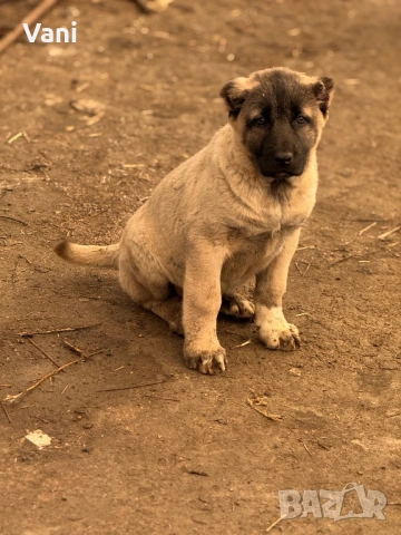 Кангал /Кангалчета, малки , снимка 8 - Кангал - 53493206