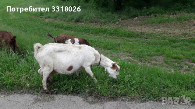 Продавам кози, снимка 3 - За селскостопански - 45949608