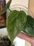 Philodendron oxycardium variegated , снимка 2