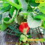 Иновативна стойка за ягоди против вредители и гниене - КОД 3700, снимка 5