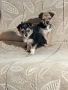Мини пинчер чихуахуа, снимка 9