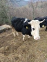 Продават се три телета , снимка 2