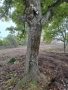 орехово дърво, снимка 1