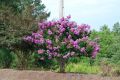 Индийски люляк Lagerstroemia лилав, снимка 4