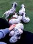 Продавам малки далматинци, снимка 1 - Далматинец - 45225931