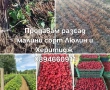 Продавам разсад малини , снимка 1