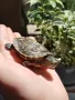 червенобуза костенурка 🐢, снимка 1