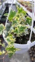 Кошница с Бръшлян, Hedera Helix Yellow Ripple, снимка 2