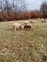 Продавам овце , снимка 1