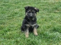 малки немски овчарки, снимка 17