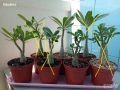 Адениум - Obesum,Arabicum,Somalense,Socotranum и DHA, снимка 2