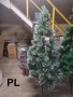 Коледни елхи с бели връхчета – различни размери Код P1465, снимка 9