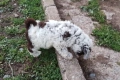 Бебета Лагото Романьоло / Lagotto Romagnolo, снимка 3