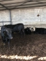 Продавам телета и телешко месо, снимка 2