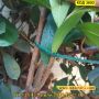 50 бр. Пластмасови връзки за растения за многократна употреба - КОД 3692, снимка 9