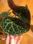 Begonia Melanobullata / Бегония Меланобулата, снимка 1