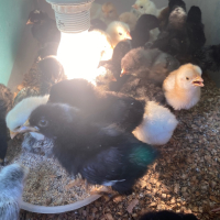 Продавам малки пилета, снимка 1 - Кокошки и пуйки - 44960741