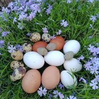 Домашни оплодени яйца, снимка 1 - За птици - 45445534