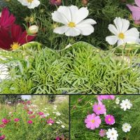 🐞🌸🦋Космос микс - 1лв./бр🦋🐞🌸, снимка 1 - Градински цветя и растения - 45639063