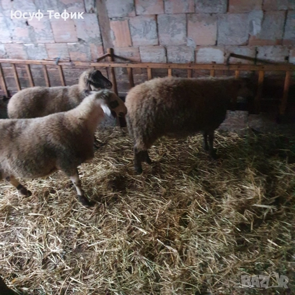 Агнета на 7 месеца – по договаряне (на килограм), снимка 1