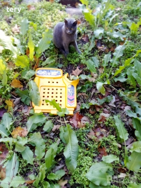 Продавам руска синя мъжко котенце , снимка 1