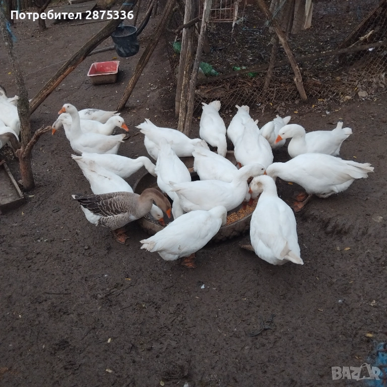 Продавам гъски, снимка 1