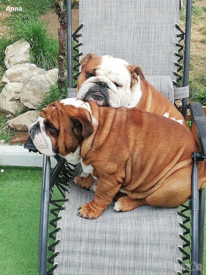 английски мъжки булдог за раэплод, снимка 1