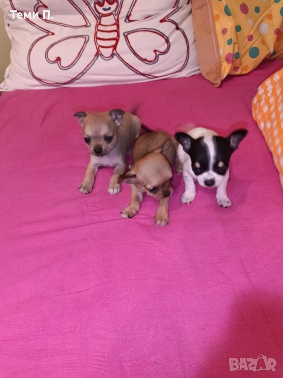 Кученца Чихуахуа, снимка 1