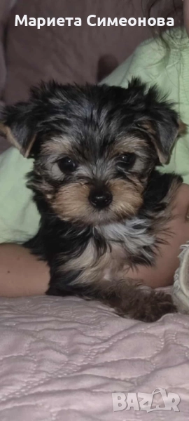 Йоркширски териер , снимка 1
