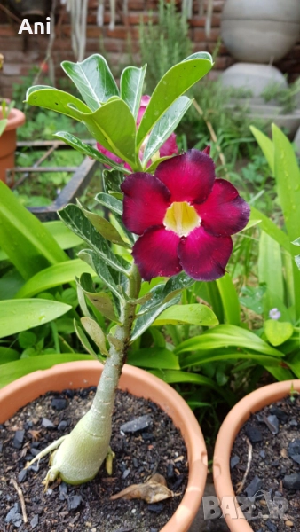 Пустинна роза, снимка 1