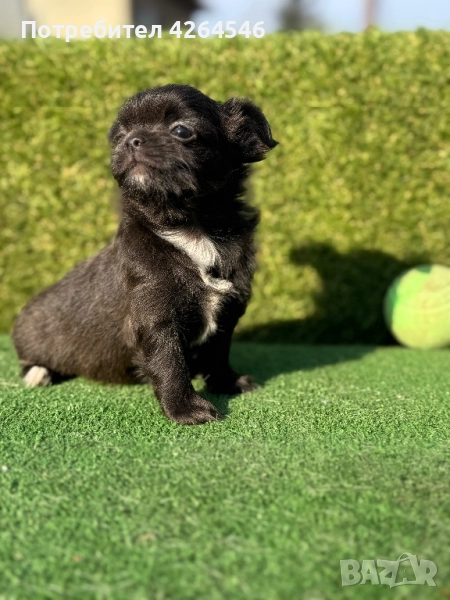 Уникално дългокосместо момче, снимка 1