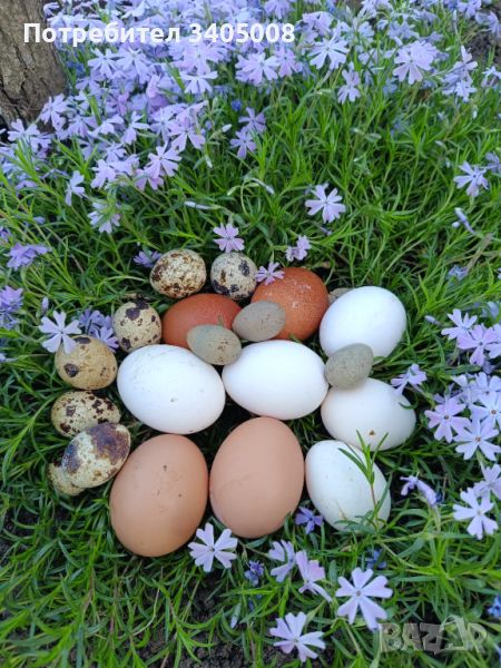 Домашни оплодени яйца, снимка 1
