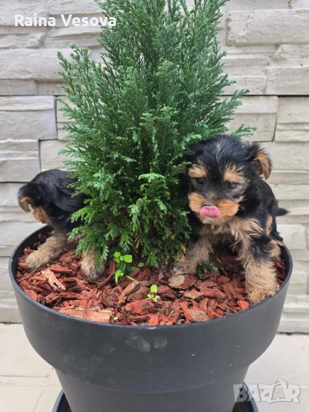 мини йоркширски териер, снимка 1
