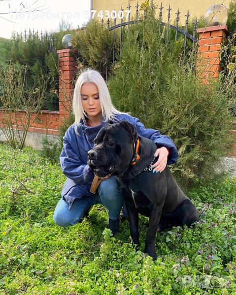 Дресировка на кучета и чатбот ветеринар, снимка 1